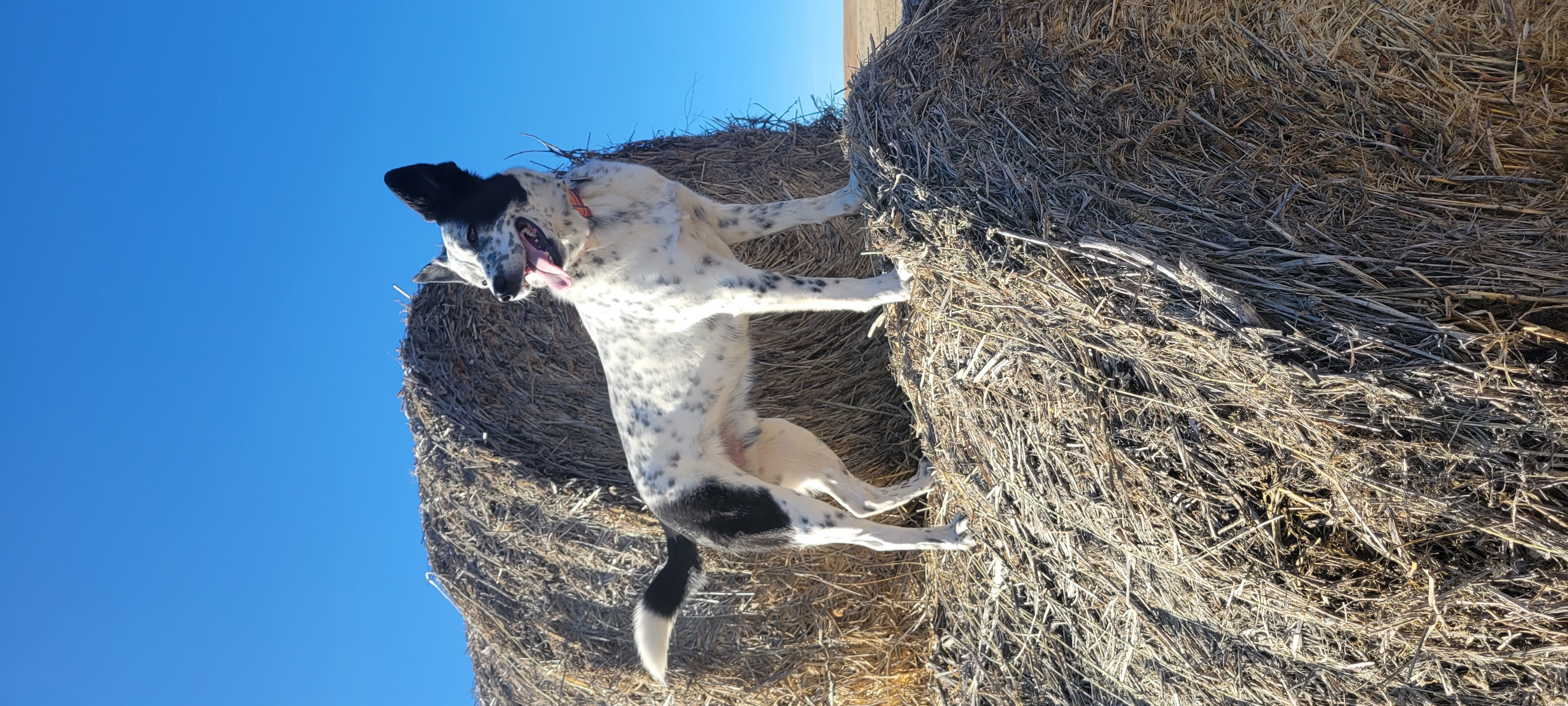 Phillip jumping on hay bales