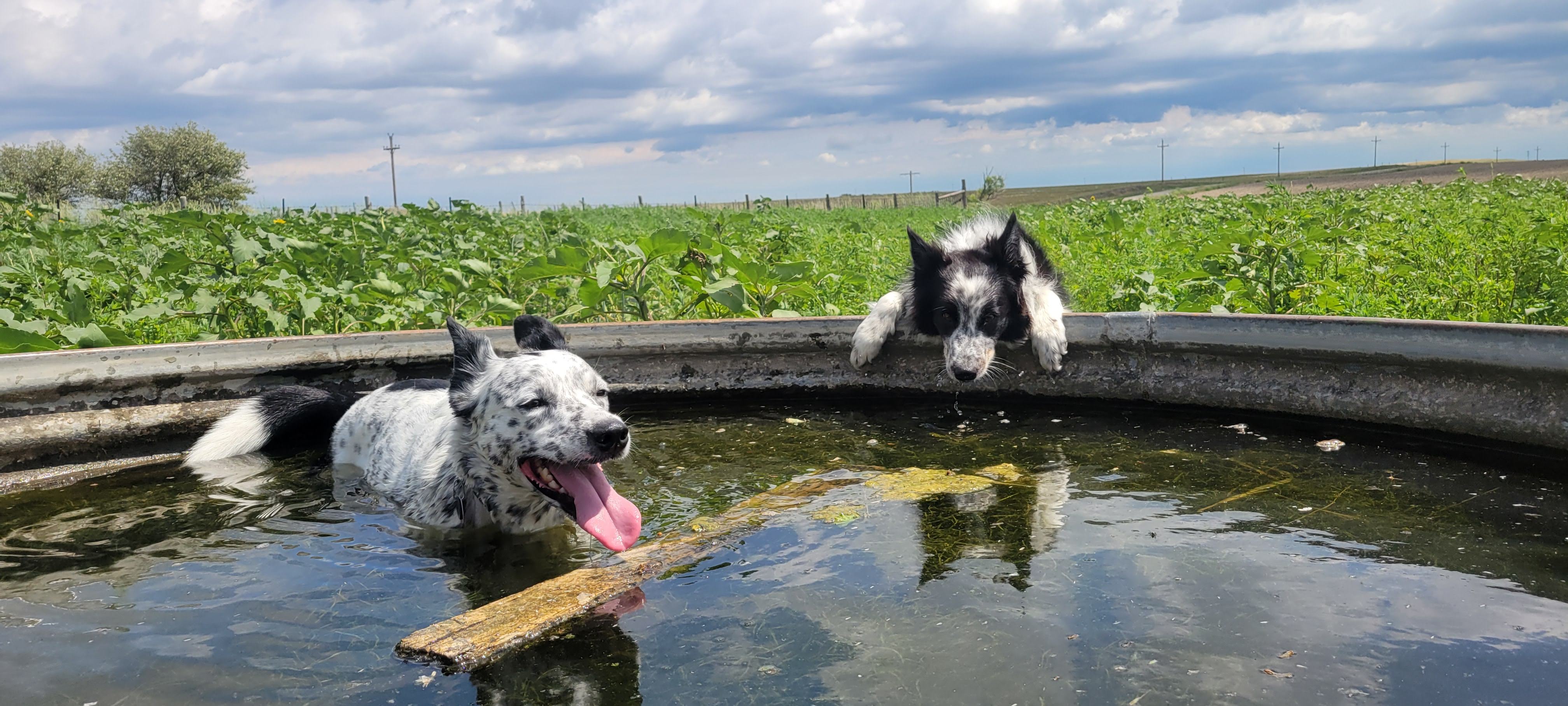 Phillip cooling off in a cattle tank on the farm